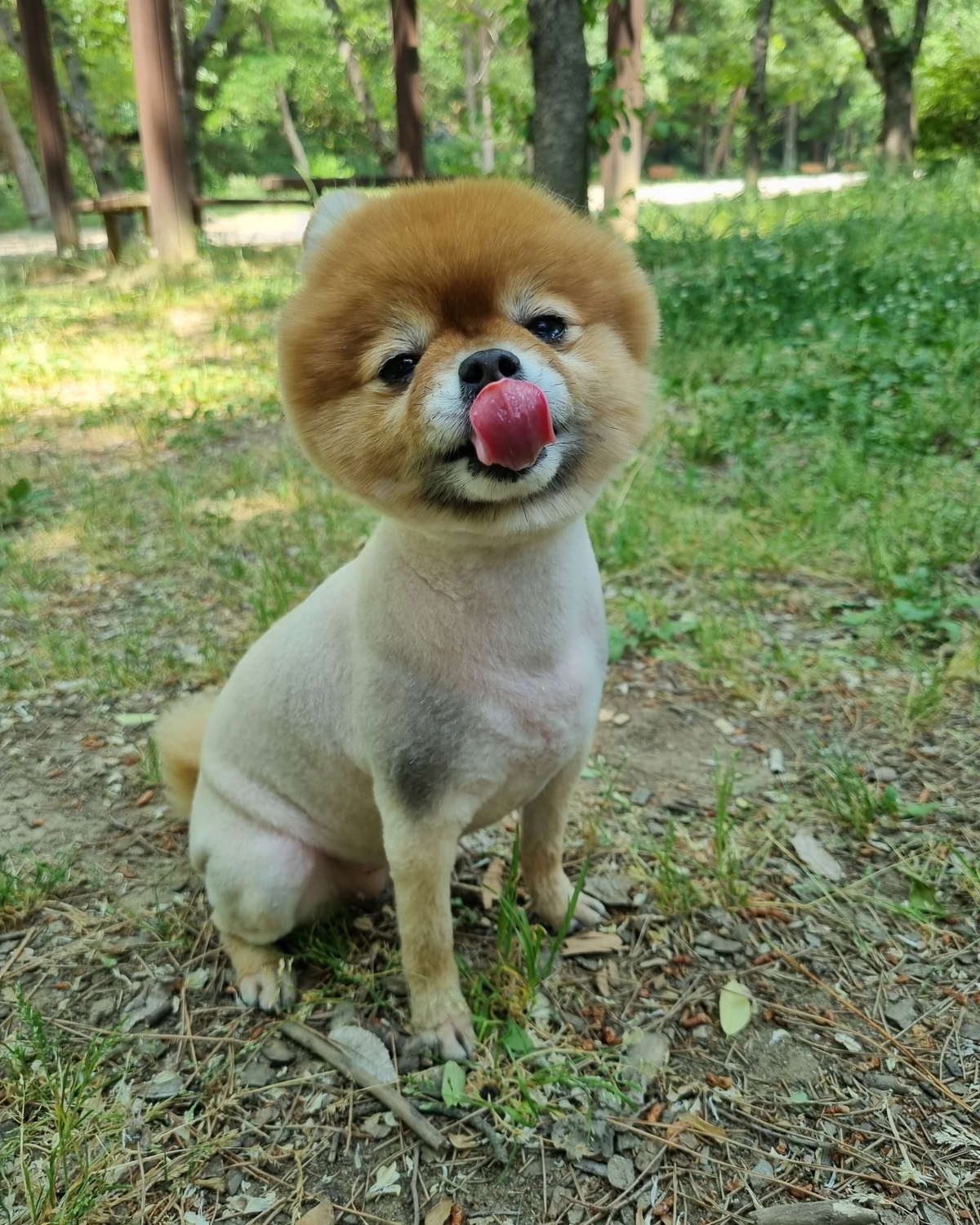 쪼이5