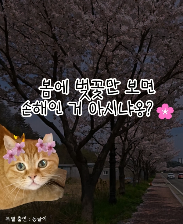 봄꽃
